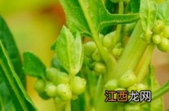 菠菜籽的作用与功效 菠菜子