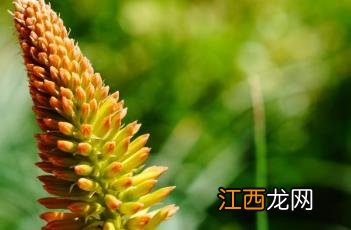 火炬花的养殖方法 火炬花