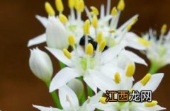 韭_本草新编 韭菜本草纲目记载