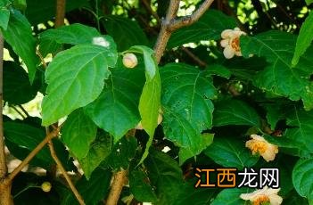 常夏石竹 夏蜡梅