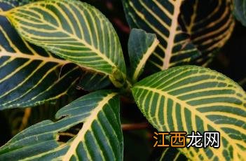 黄脉爵床 黄脉爵床功效药用价值