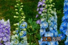 高翠雀花 高翠雀花怎么养