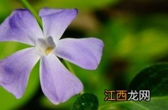 蔓长春花 花叶蔓长春花