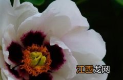 紫斑牡丹 紫斑牡丹酒