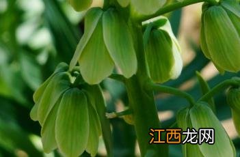 象牙钟贝母属于什么花冠 象牙钟贝母