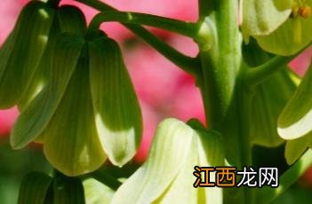 象牙钟贝母属于什么花冠 象牙钟贝母