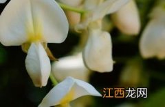 白花藤萝能吃吗 白花藤萝