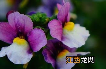 芳香龙面花