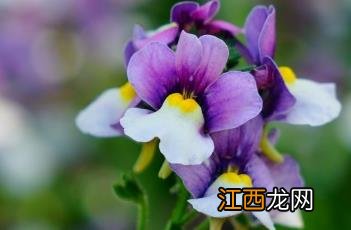 芳香龙面花