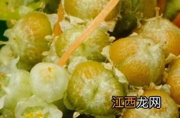 菟丝子 神农本草经 菟丝子_本草图经