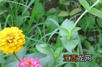 小百日菊怎么养护 小百日菊