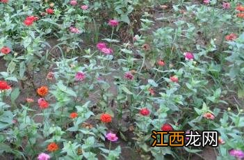 小百日菊怎么养护 小百日菊