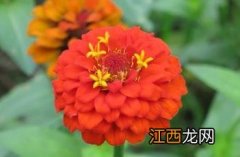 小百日菊怎么养护 小百日菊