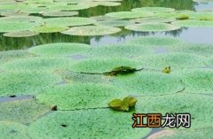 芡实叶 芡实叶瘤病预防和治疗