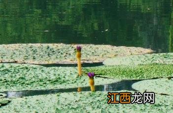 芡实叶 芡实叶瘤病预防和治疗