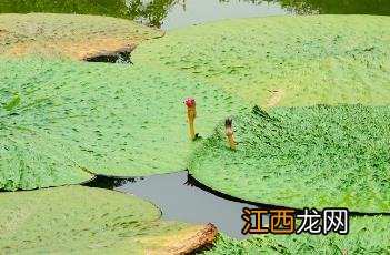 芡实叶 芡实叶瘤病预防和治疗