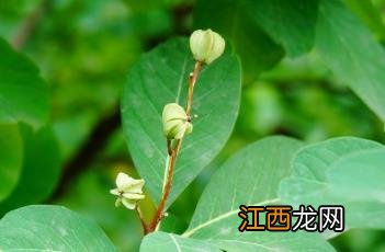 白鹃梅图片 白鹃梅