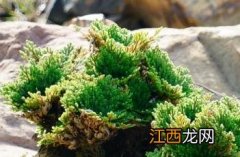 本草图经 本草纲目草药图片大全