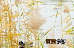 本草纲目芦根 芦根_本草图经