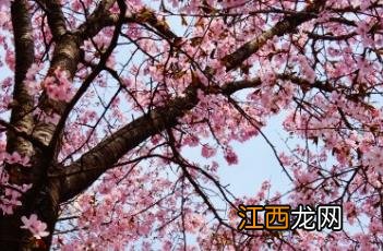 东京樱花开放时间23年 东京樱花