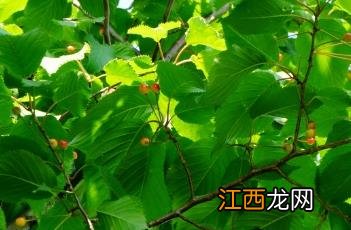 东京樱花开放时间23年 东京樱花