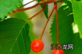 东京樱花开放时间23年 东京樱花