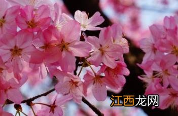 东京樱花开放时间23年 东京樱花