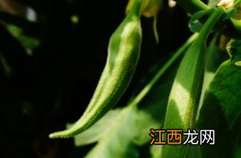 白花重瓣曼陀罗 紫花重瓣曼陀罗