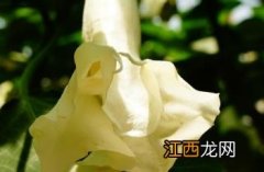 白花重瓣曼陀罗 紫花重瓣曼陀罗