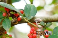 花椒_本草纲目 花椒本草纲目