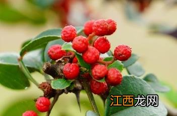 花椒叶煮水泡脚的功效 花椒叶