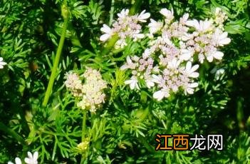 芫荽怎么读拼音 芫荽