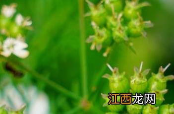 芫荽怎么读拼音 芫荽