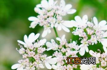 芫荽怎么读拼音 芫荽