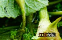 菱角_本草求真 中草药菱角草