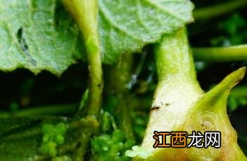 菱角_本草求真 中草药菱角草