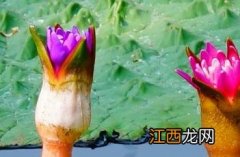 芡实的作用与功效 芡实