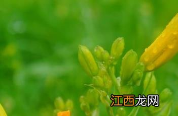 金娃娃萱草 萱草花和黄花菜是一个东西吗