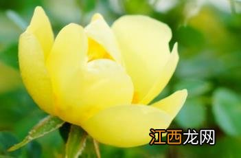 黄蔷薇 黄蔷薇花