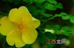 黄蔷薇 黄蔷薇花