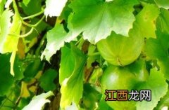 栝楼茎叶 栝楼茎叶可以搭配车前草熬水吗