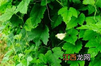 栝楼茎叶 栝楼茎叶可以搭配车前草熬水吗