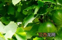 瓜蒌薤白半夏汤 瓜蒌