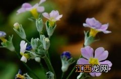 报春花耐寒多少度 报春花