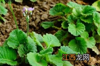 报春花耐寒多少度 报春花