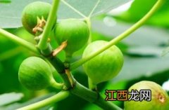 无花果根 无花果根的功效与作用及食用方法