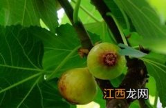 无花果叶子的作用与功效 无花果叶