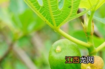 无花果叶子的作用与功效 无花果叶