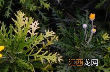 情人菊 情人菊的种植方法