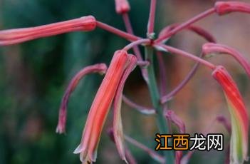 珍珠芦荟胶囊 珍珠芦荟